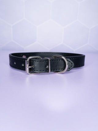 The rear view of the black collar, the buckle and D-ring can be clearly seen.